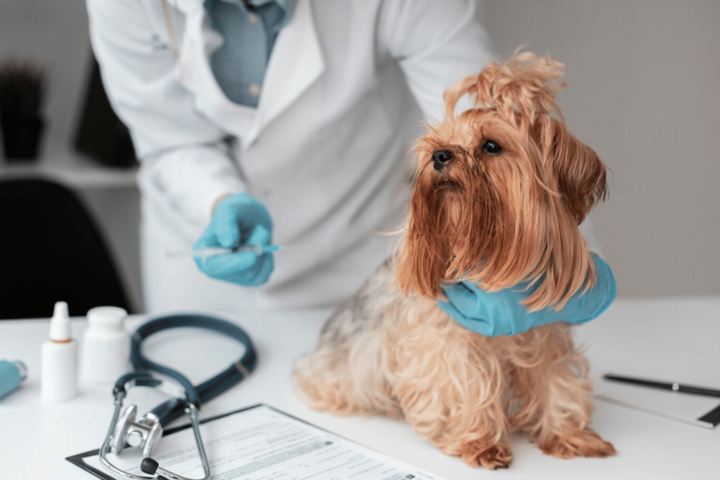 A dog is being examined by a vet.