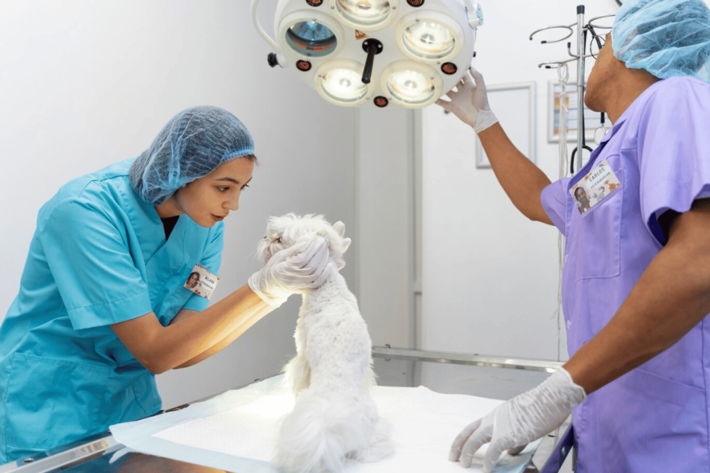 Two veterinarians examining a dog in an operating room.