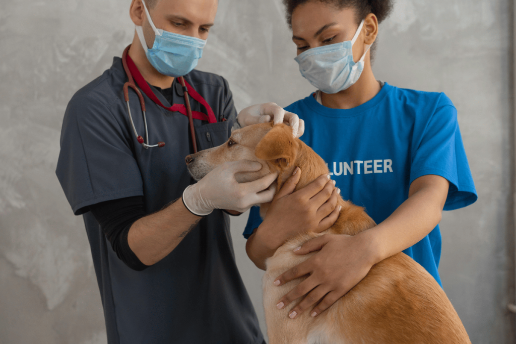 A veterinarian wearing a mask and stethoscope examining a tan dog with the assistance of a volunteer also in a mask.