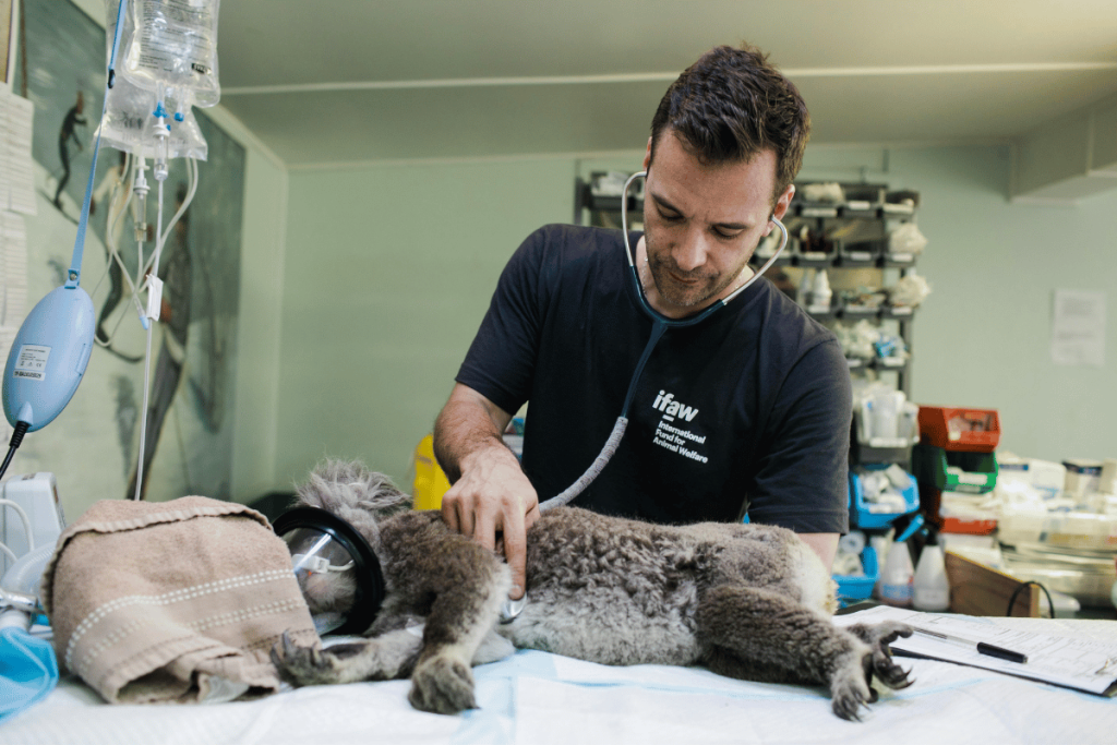 Veterinarian examining a sedated koala in a wildlife clinic.