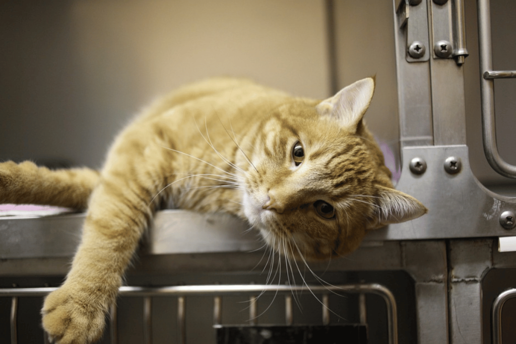 A ginger cat with a thoughtful expression lying in a stainless steel kennel.