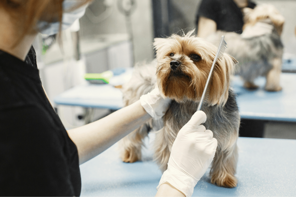 A professional groomer carefully combs a well-groomed Yorkshire Terrier on a grooming table.