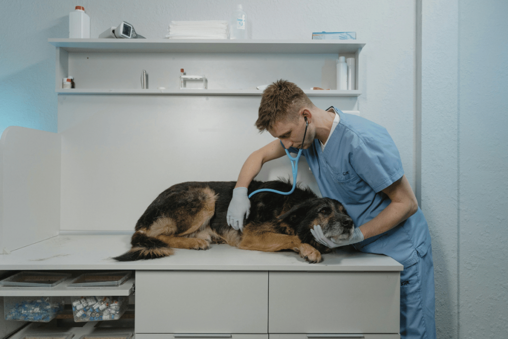 Compassionate veterinarian giving a checkup to a senior dog on an exam table.