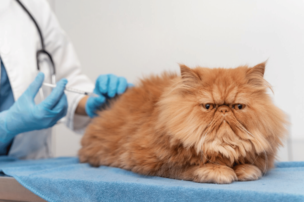 Veterinarian administering an injection to a calm brown Persian cat.