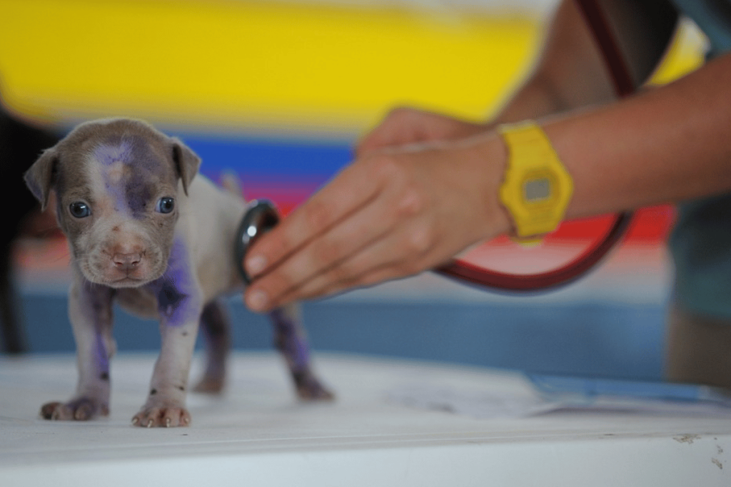A small grey puppy with a pink mark on its forehead being examined by a vet.